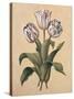 Tulips II-Jill Deveraux-Stretched Canvas
