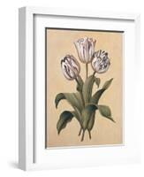 Tulips II-Jill Deveraux-Framed Art Print