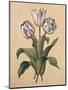Tulips II-Jill Deveraux-Mounted Art Print