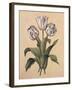 Tulips II-Jill Deveraux-Framed Art Print