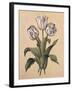 Tulips II-Jill Deveraux-Framed Art Print