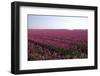 Tulips in a Field in Spring-Jan Marijs-Framed Photographic Print