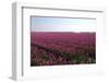 Tulips in a Field in Spring-Jan Marijs-Framed Photographic Print