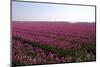 Tulips in a Field in Spring-Jan Marijs-Mounted Photographic Print