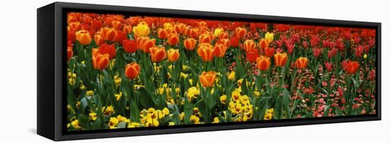 Tulips in a Field, St. James's Park, City of Westminster, London, England-null-Framed Stretched Canvas