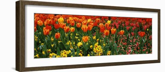 Tulips in a Field, St. James's Park, City of Westminster, London, England-null-Framed Photographic Print