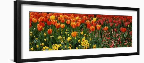 Tulips in a Field, St. James's Park, City of Westminster, London, England-null-Framed Photographic Print