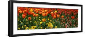 Tulips in a Field, St. James's Park, City of Westminster, London, England-null-Framed Photographic Print