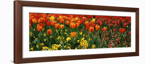 Tulips in a Field, St. James's Park, City of Westminster, London, England-null-Framed Photographic Print