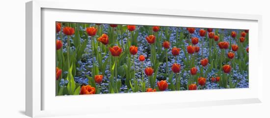 Tulips in a Garden, Butchart Gardens, Victoria, Vancouver Island, British Columbia, Canada-null-Framed Photographic Print