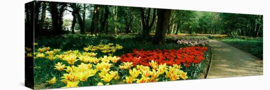 Tulips in a Garden, Springfields Garden, Lincolnshire, England-null-Stretched Canvas