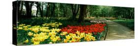 Tulips in a Garden, Springfields Garden, Lincolnshire, England-null-Stretched Canvas