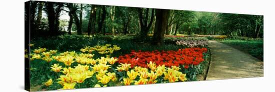 Tulips in a Garden, Springfields Garden, Lincolnshire, England-null-Stretched Canvas