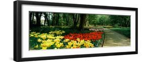 Tulips in a Garden, Springfields Garden, Lincolnshire, England-null-Framed Premium Photographic Print