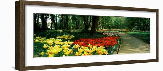 Tulips in a Garden, Springfields Garden, Lincolnshire, England-null-Framed Photographic Print