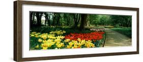 Tulips in a Garden, Springfields Garden, Lincolnshire, England-null-Framed Photographic Print