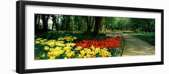 Tulips in a Garden, Springfields Garden, Lincolnshire, England-null-Framed Photographic Print