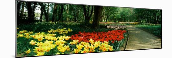 Tulips in a Garden, Springfields Garden, Lincolnshire, England-null-Mounted Photographic Print