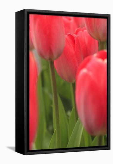 Tulips in a garden, Victoria, British Columbia, Canada-Stuart Westmorland-Framed Stretched Canvas