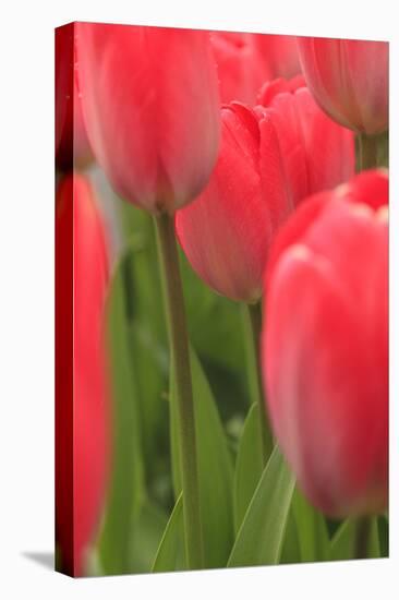 Tulips in a garden, Victoria, British Columbia, Canada-Stuart Westmorland-Stretched Canvas