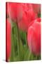 Tulips in a garden, Victoria, British Columbia, Canada-Stuart Westmorland-Stretched Canvas