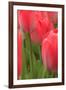 Tulips in a garden, Victoria, British Columbia, Canada-Stuart Westmorland-Framed Photographic Print