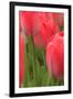 Tulips in a garden, Victoria, British Columbia, Canada-Stuart Westmorland-Framed Photographic Print