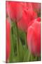 Tulips in a garden, Victoria, British Columbia, Canada-Stuart Westmorland-Mounted Photographic Print