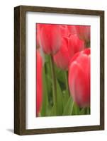 Tulips in a garden, Victoria, British Columbia, Canada-Stuart Westmorland-Framed Photographic Print