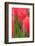 Tulips in a garden, Victoria, British Columbia, Canada-Stuart Westmorland-Framed Photographic Print