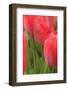 Tulips in a garden, Victoria, British Columbia, Canada-Stuart Westmorland-Framed Photographic Print