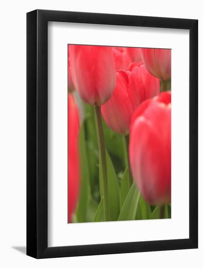 Tulips in a garden, Victoria, British Columbia, Canada-Stuart Westmorland-Framed Photographic Print