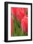 Tulips in a garden, Victoria, British Columbia, Canada-Stuart Westmorland-Framed Photographic Print