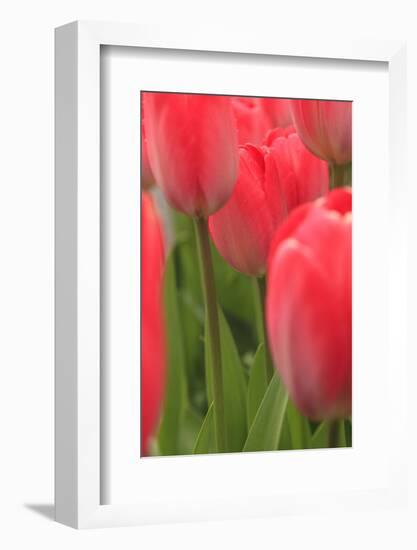 Tulips in a garden, Victoria, British Columbia, Canada-Stuart Westmorland-Framed Photographic Print