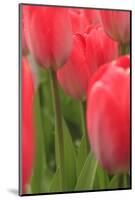 Tulips in a garden, Victoria, British Columbia, Canada-Stuart Westmorland-Mounted Photographic Print