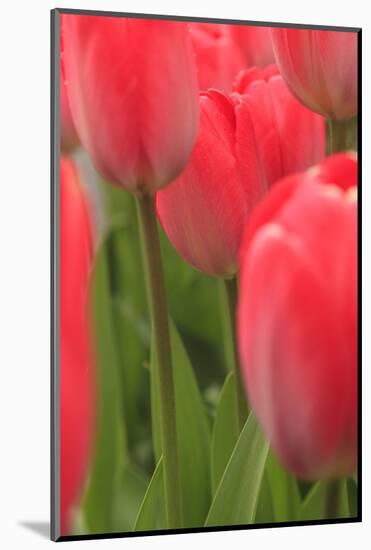 Tulips in a garden, Victoria, British Columbia, Canada-Stuart Westmorland-Mounted Photographic Print