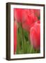 Tulips in a garden, Victoria, British Columbia, Canada-Stuart Westmorland-Framed Photographic Print