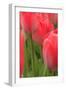 Tulips in a garden, Victoria, British Columbia, Canada-Stuart Westmorland-Framed Photographic Print