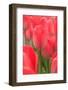 Tulips in a garden, Victoria, British Columbia, Canada-Stuart Westmorland-Framed Photographic Print