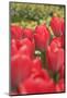 Tulips in a garden, Victoria, British Columbia, Canada-Stuart Westmorland-Mounted Photographic Print