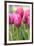 Tulips in a garden, Victoria, British Columbia, Canada-Stuart Westmorland-Framed Photographic Print