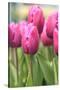 Tulips in a garden, Victoria, British Columbia, Canada-Stuart Westmorland-Stretched Canvas