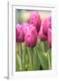 Tulips in a garden, Victoria, British Columbia, Canada-Stuart Westmorland-Framed Photographic Print