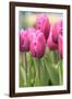 Tulips in a garden, Victoria, British Columbia, Canada-Stuart Westmorland-Framed Photographic Print