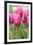 Tulips in a garden, Victoria, British Columbia, Canada-Stuart Westmorland-Framed Photographic Print