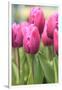 Tulips in a garden, Victoria, British Columbia, Canada-Stuart Westmorland-Framed Photographic Print