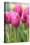 Tulips in a garden, Victoria, British Columbia, Canada-Stuart Westmorland-Stretched Canvas