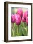 Tulips in a garden, Victoria, British Columbia, Canada-Stuart Westmorland-Framed Photographic Print