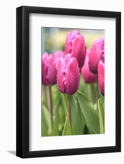 Tulips in a garden, Victoria, British Columbia, Canada-Stuart Westmorland-Framed Photographic Print