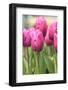 Tulips in a garden, Victoria, British Columbia, Canada-Stuart Westmorland-Framed Photographic Print